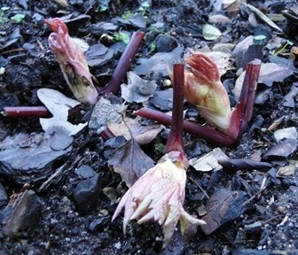 Januar_2011_008.JPG