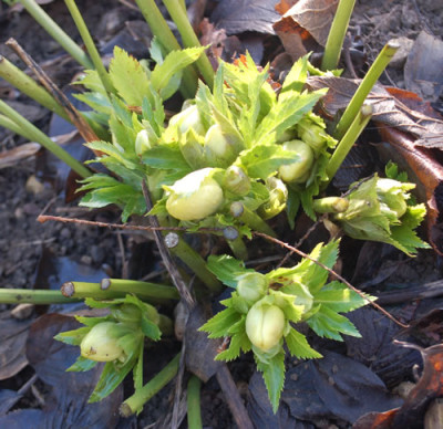Helleborus_0011__83113.jpg