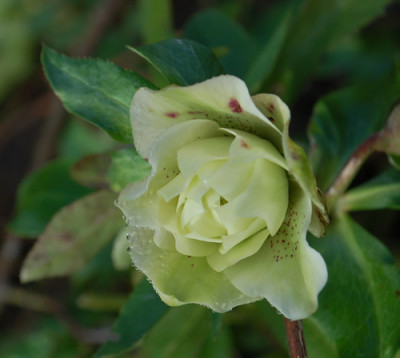 Helleborus_00112_83101.jpg