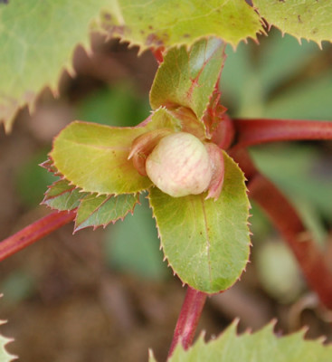 Helleborus_sternii_Hugelbeet_0011__83115.jpg