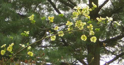 77Cornus_Ascona.jpg