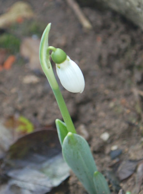 Galanthus_nivalis_0011__83089.jpg