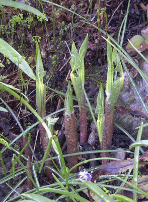 Arisaema_amurenseRimg0218.JPG