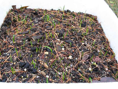 galanthus-plicatus2011.jpg