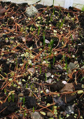 galanthus-nivalis2011.jpg