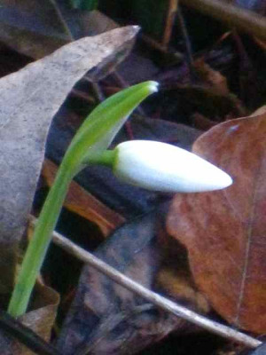 Snowdrop_IMG_8061.JPG