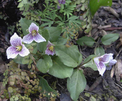 Trillium_rivaleRimg0200.JPG