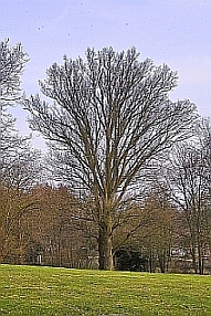 Aufrechtwachsende-Stieleiche.jpg
