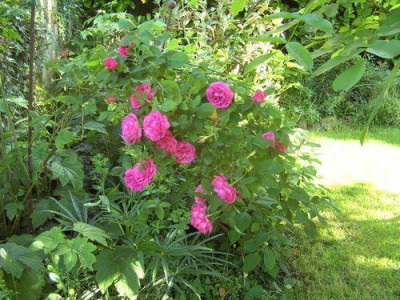Strauchrose_unter_Nussbaum_fars_2011.jpg