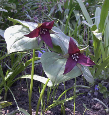 Trillium_sulcatumRimg0170.JPG