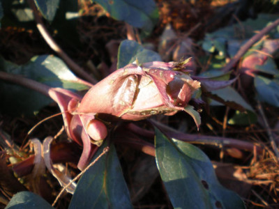 helleborussilvermoonjan2011.jpg