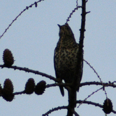 singdrossel_32_040316.jpg