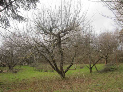 boskop2.jpg