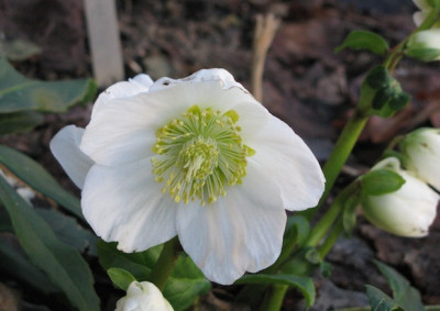 Helleborus_komprimiert_IMG_0626.jpg