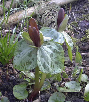 Trillium_sessileRimg0204.JPG
