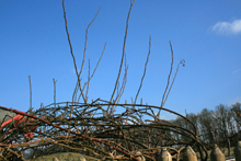 030_Schnitt_Rosenkuppel_Raubritter_20090330_1.JPG