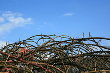 031_Schnitt_Rosenkuppel_Raubritter_20090330_5.JPG