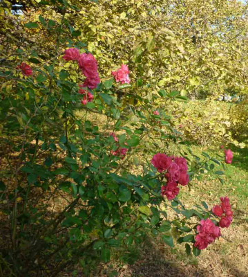 P1000503.jpg