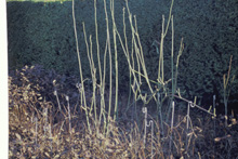 035b_Schnitt-Laing-3.jpg