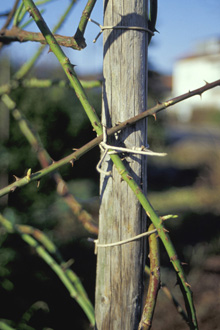 025_Rosenbindedraht.jpg