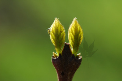 calycanthus_floridus_01.jpg