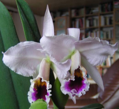 Cattleya110119_002_520.jpg