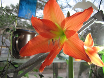 Connis_Hippeastrum_110119.jpg