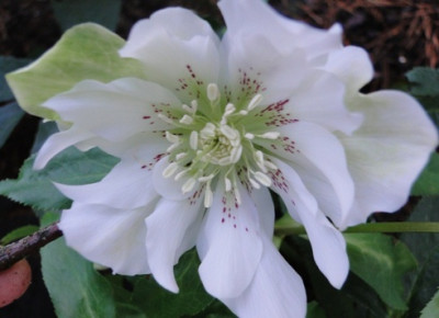 Helleborus_2011_009.JPG