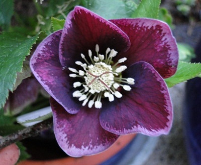Helleborus_2011_007.JPG