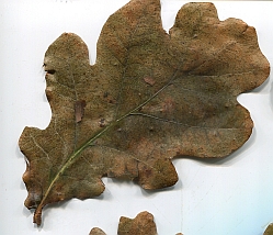 Unbekannte-Eiche-lange-grune-Blatter013kl.jpg