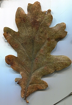 Unbekannte-Eiche-lange-grune-Blatter014kl.jpg