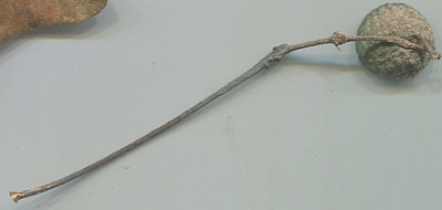 Unbekannte-Eiche-lange-grune-Blatter013kupula.jpg