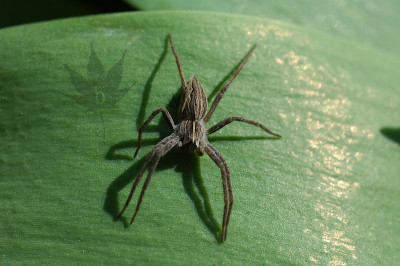spinne_04_2004.jpg