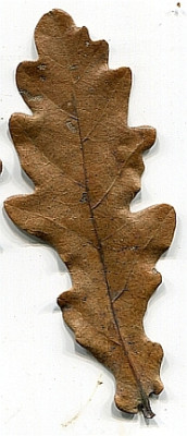 Aufrechtstrebende-Eiche017.jpg