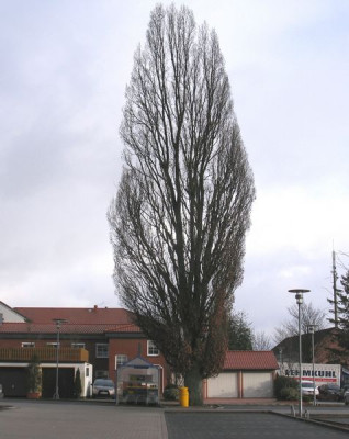 Sauleneiche_800x600.jpg
