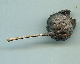 Aufrechtstrebende-Eiche021-Cupula.jpg