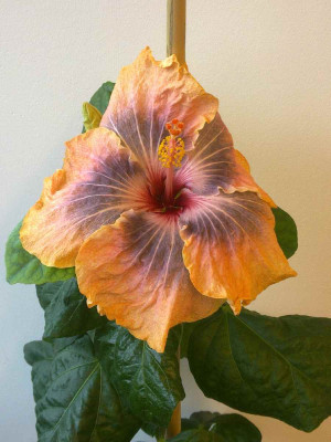 Hibiscus_Gabriel_1200x1200_80KB.jpg