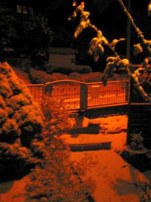 Schnee_19.01.2011.jpg