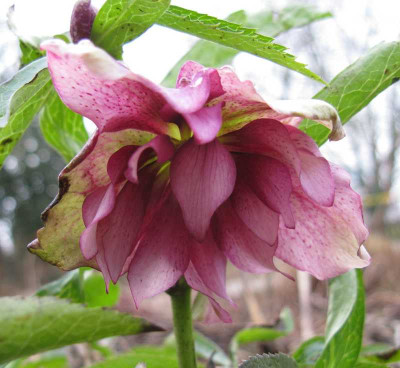 Helleborus_No._1_1_800x600.jpg