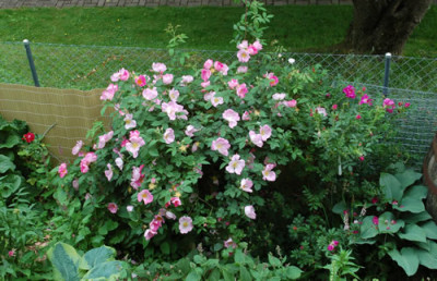 Complicata_0011__1002.jpg