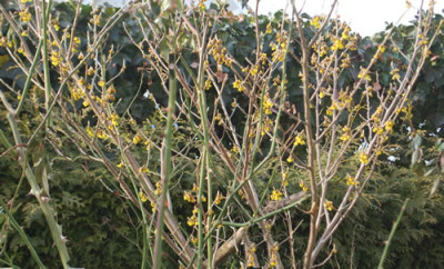 Hamamelis_Arnold_Promice_0011__83217.jpg