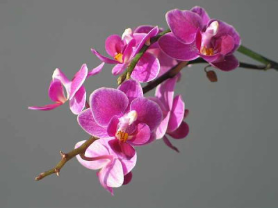 phal.-equestris-ax.jpg