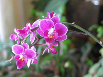 phal.equestris-ax2.jpg