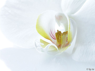 Orchidee1a.jpg