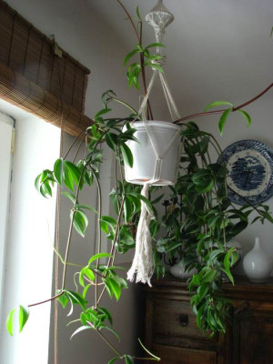 peperomia1.jpg