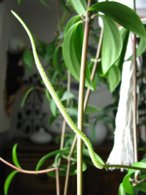 peperomia2.jpg