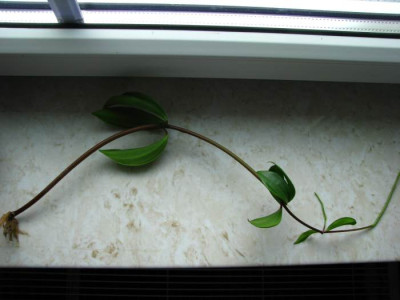 peperomia3.jpg