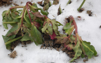 Helleborus_0011__83254.jpg