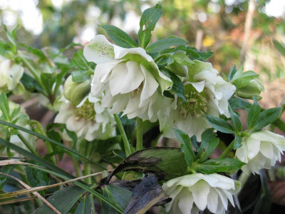 Helleborus_No._1_02_02_2008.JPG