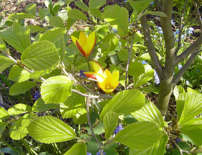 Tulipa_clusiana-1.jpg